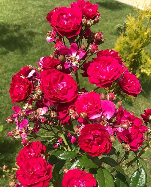 Роза плетистая Старлет Роуз Лола